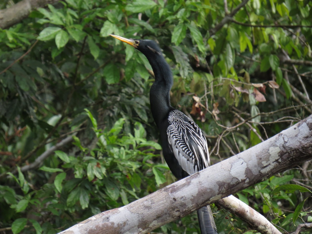 Anhinga - Andres Paredes