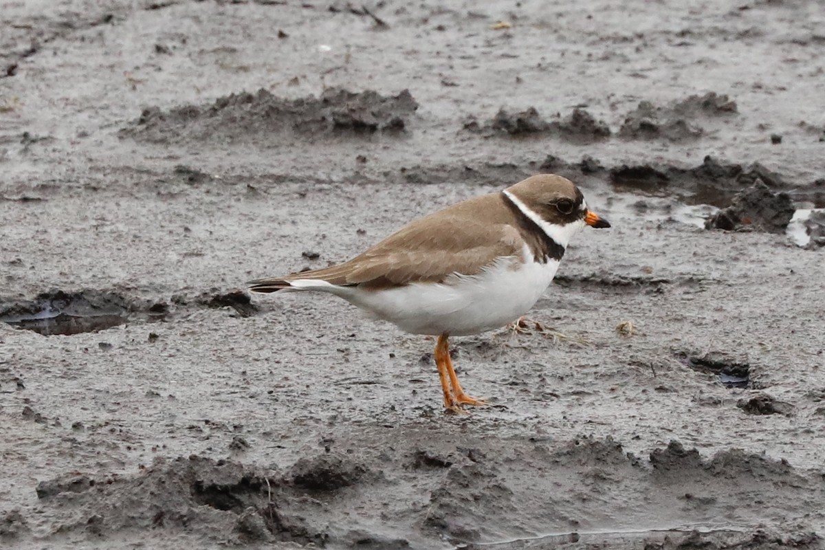 eBird Checklist 24 May 2020 Manahawkin WMA 37 species