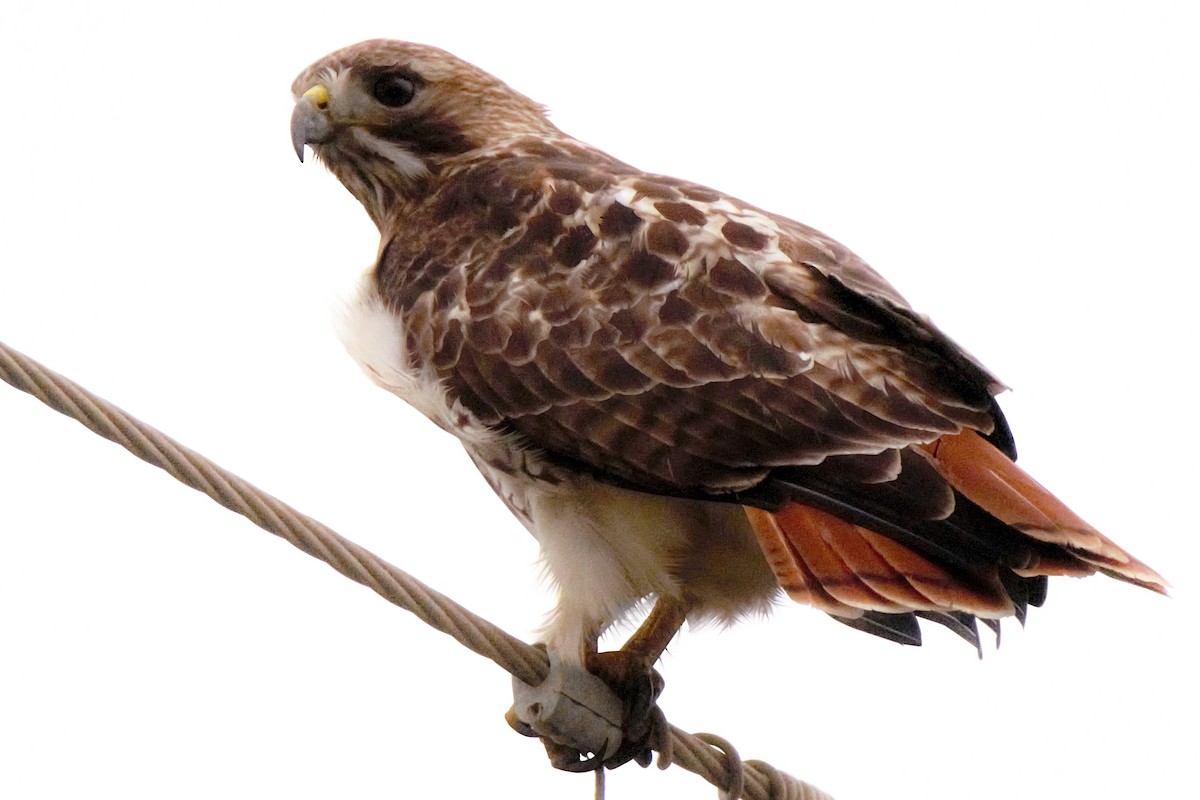 Red-tailed Hawk - ML238272881