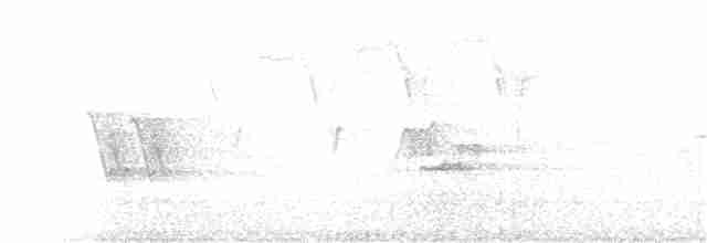Kara Gözlü Junko (hyemalis/carolinensis) - ML238273441