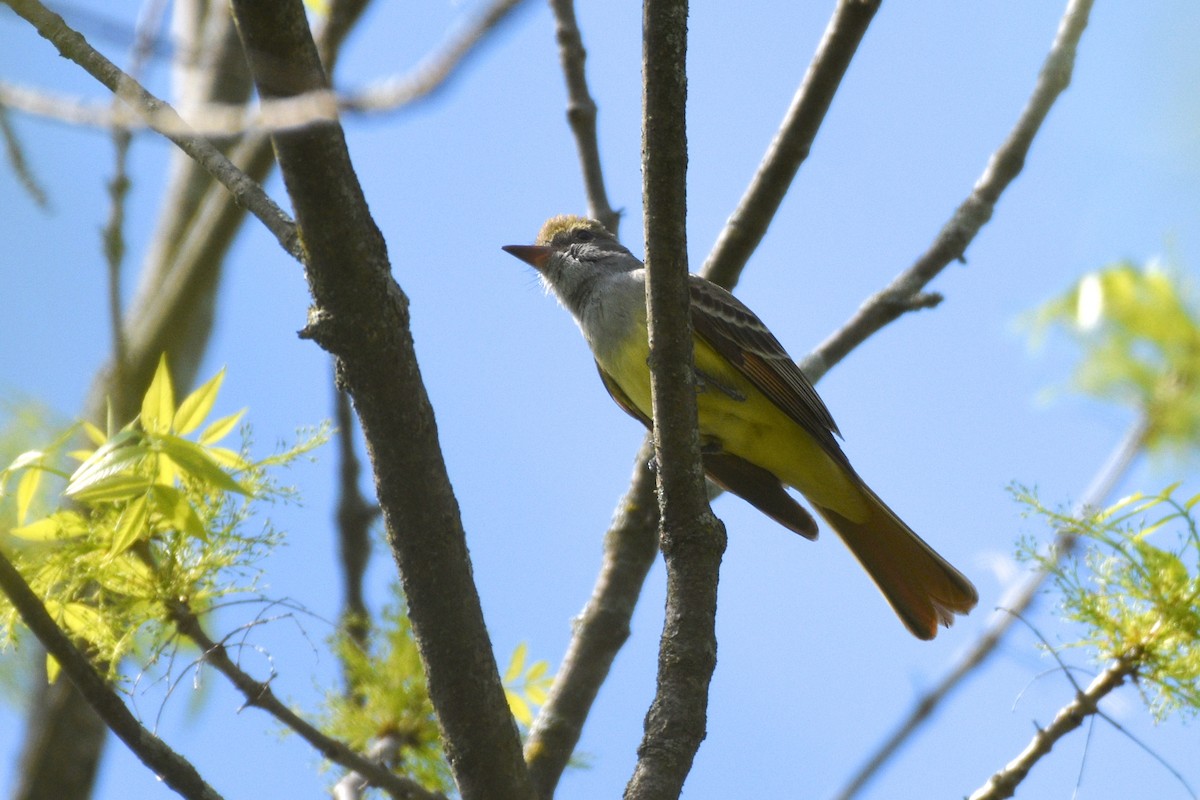 Great Crested Flycatcher - ML238276611