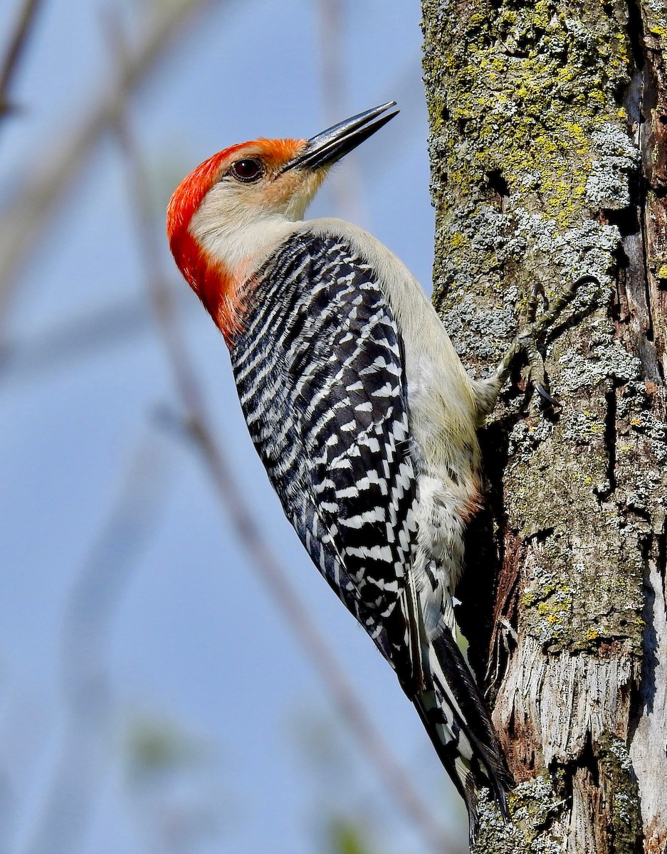 Red-bellied Woodpecker - ML238279701