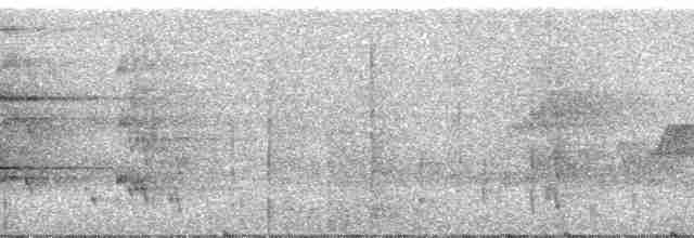 svartkroneparakitt - ML23828