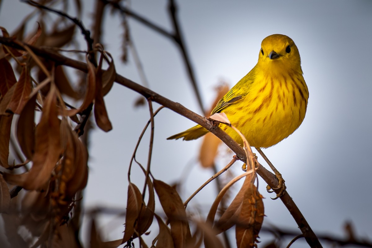 Yellow Warbler - William Weaver