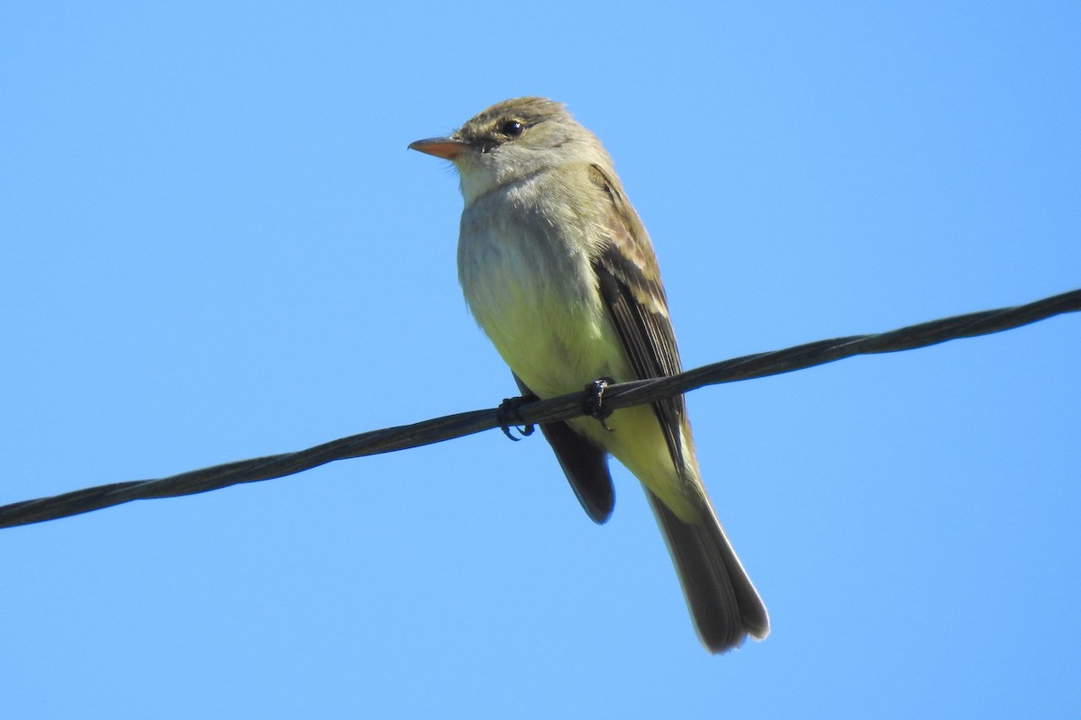 Willow Flycatcher - Diana LaSarge and Aaron Skirvin