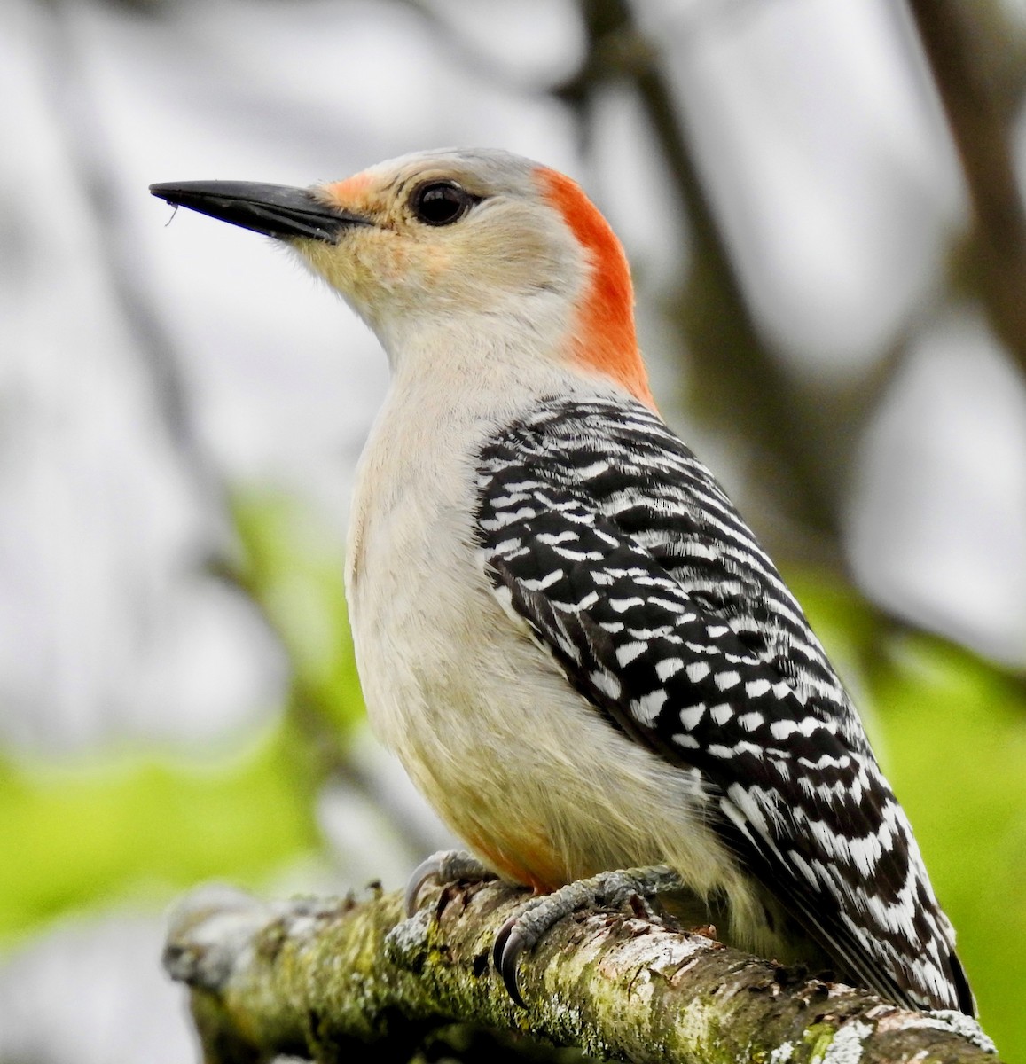 Red-bellied Woodpecker - ML238286691