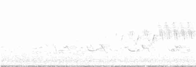 Cerulean Warbler - ML238288381