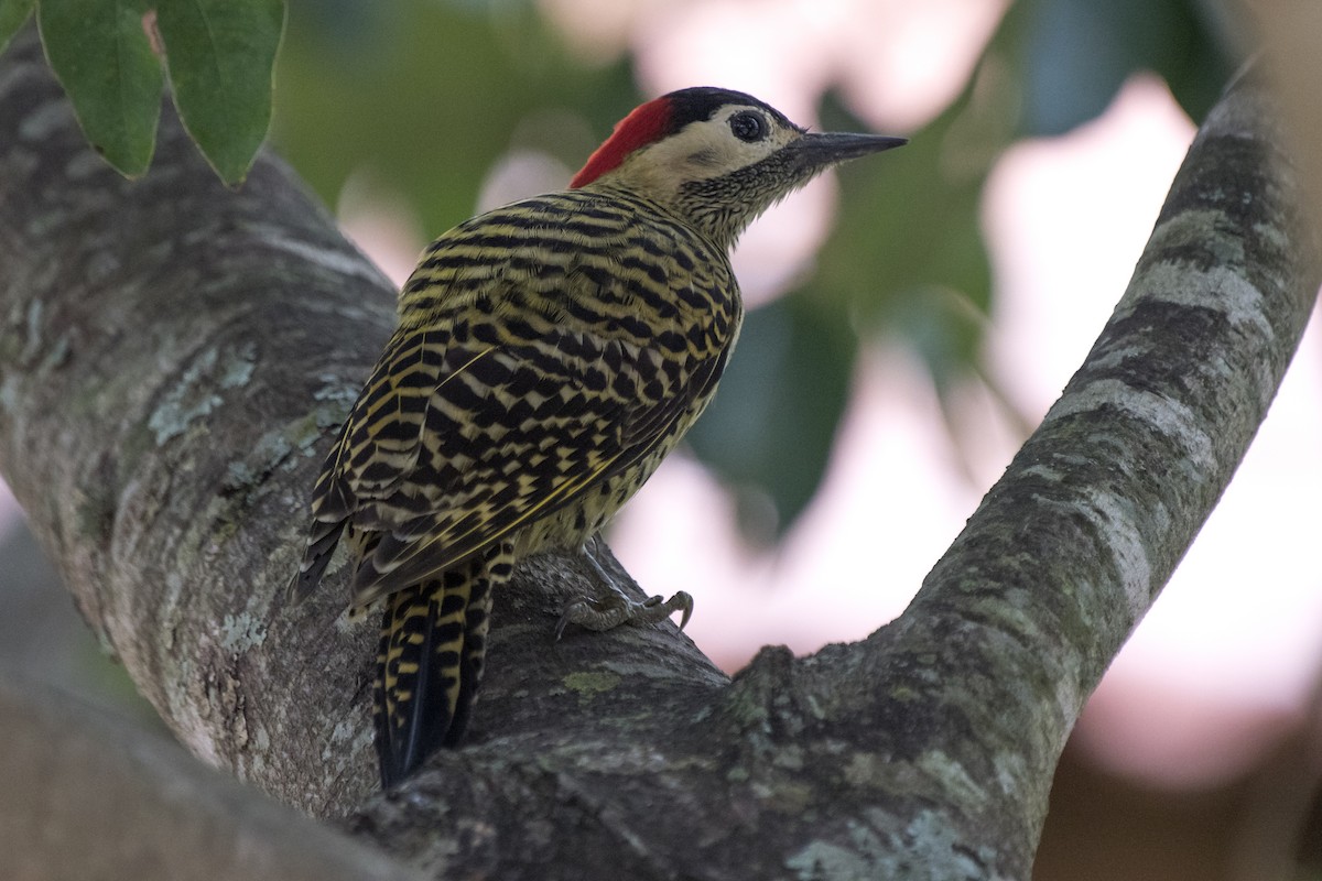 Green-barred Woodpecker - ML238288411
