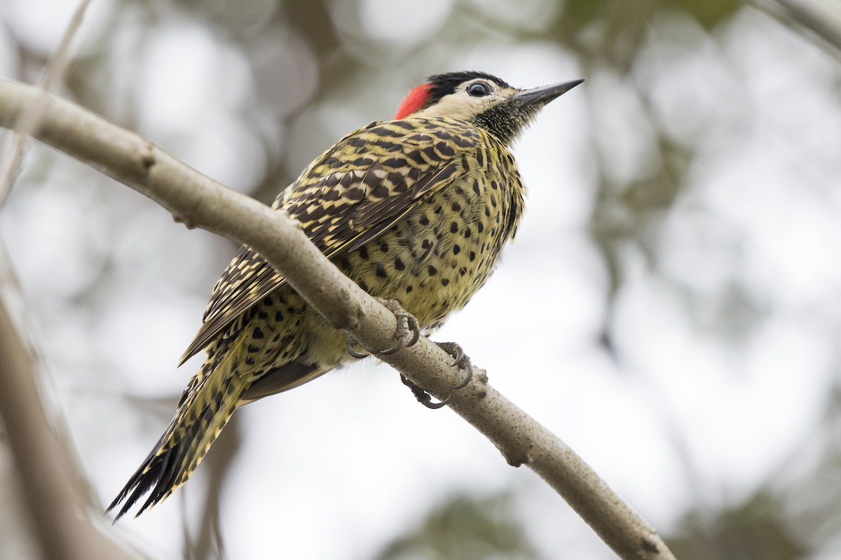 Green-barred Woodpecker - ML238288501