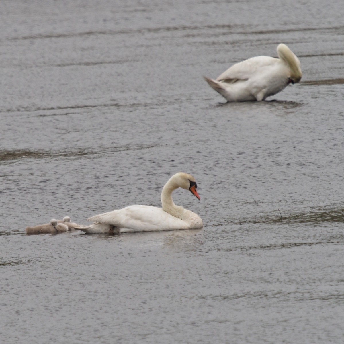 eBird Checklist 24 May 2020 Manahawkin WMA 31 species