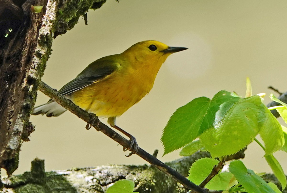 Prothonotary Warbler - ML238290971