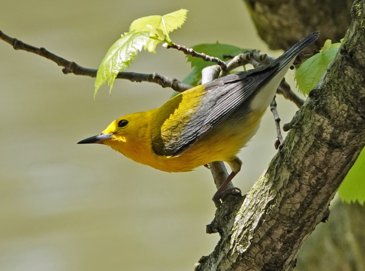 Prothonotary Warbler - Lin McGrew