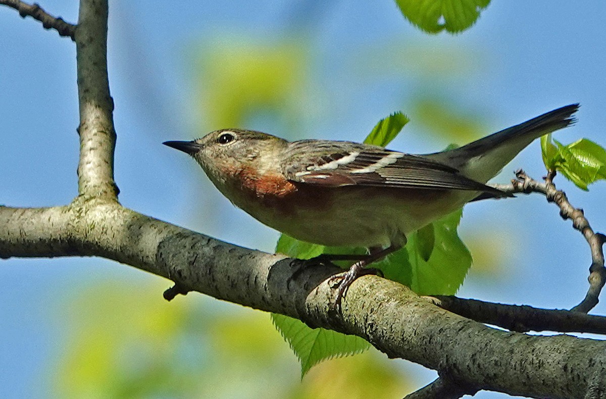 Bay-breasted Warbler - Lin McGrew