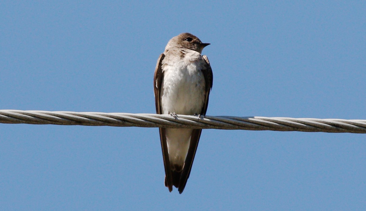 Northern Rough-winged Swallow - Gary Jarvis