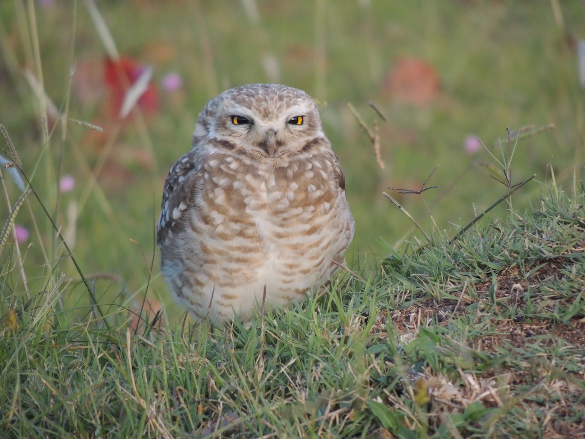 Burrowing Owl - Manuel Cruces Vallo