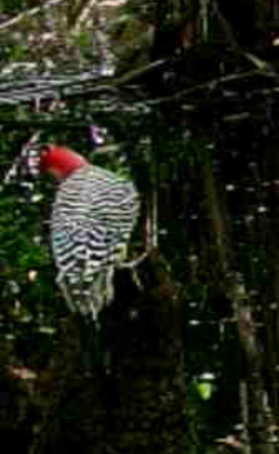 Red-bellied Woodpecker - Trail Cam Montes de Oca