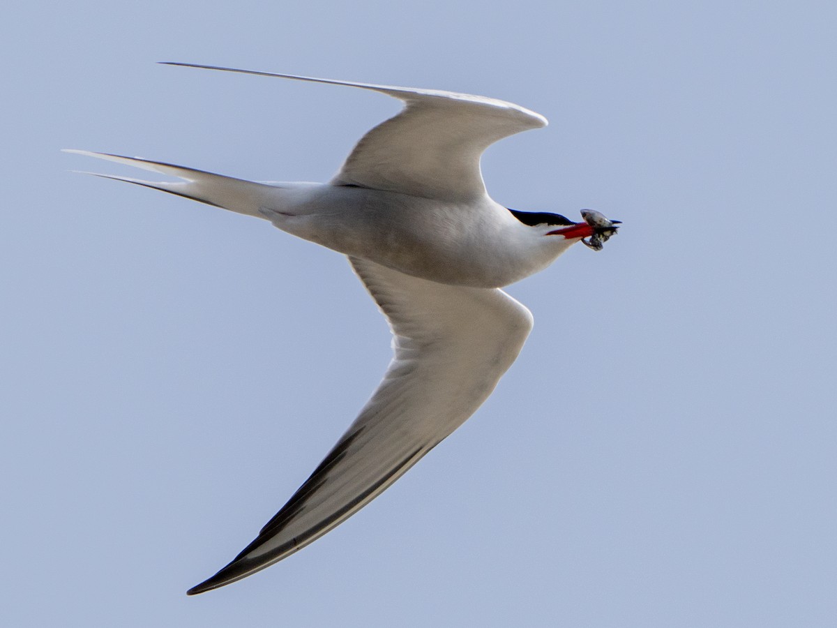 Common Tern - Ken Nickerson
