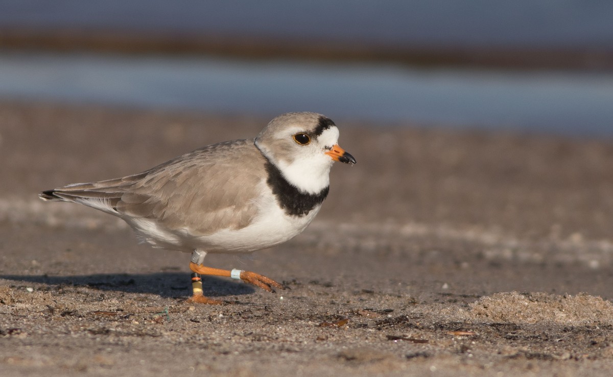 Piping Plover - ML238309521
