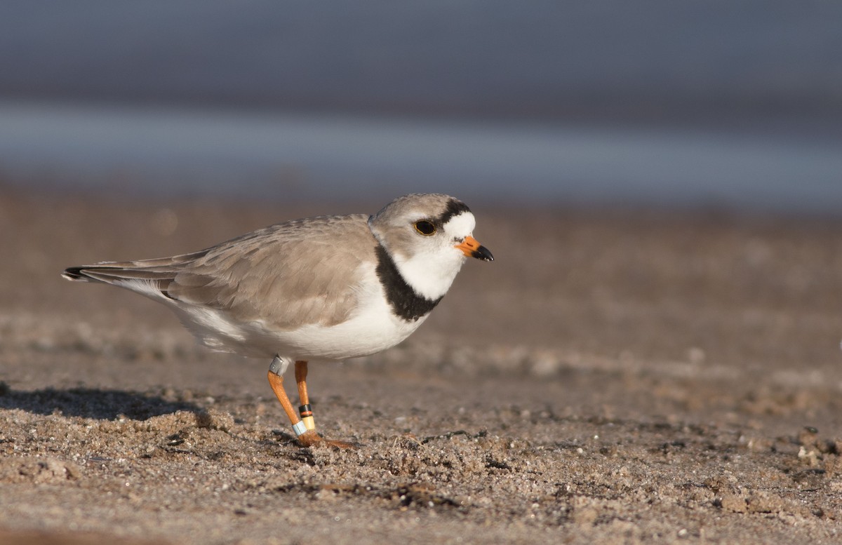 Piping Plover - ML238309531