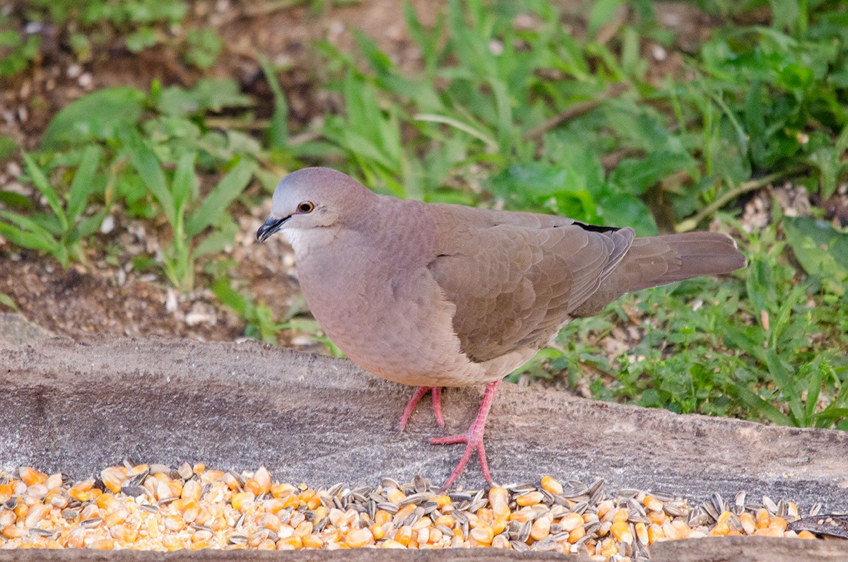 Gray-fronted Dove - ML238311591