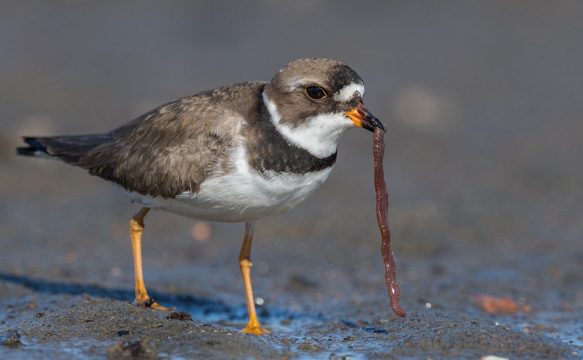 Semipalmated Plover - ML238312111