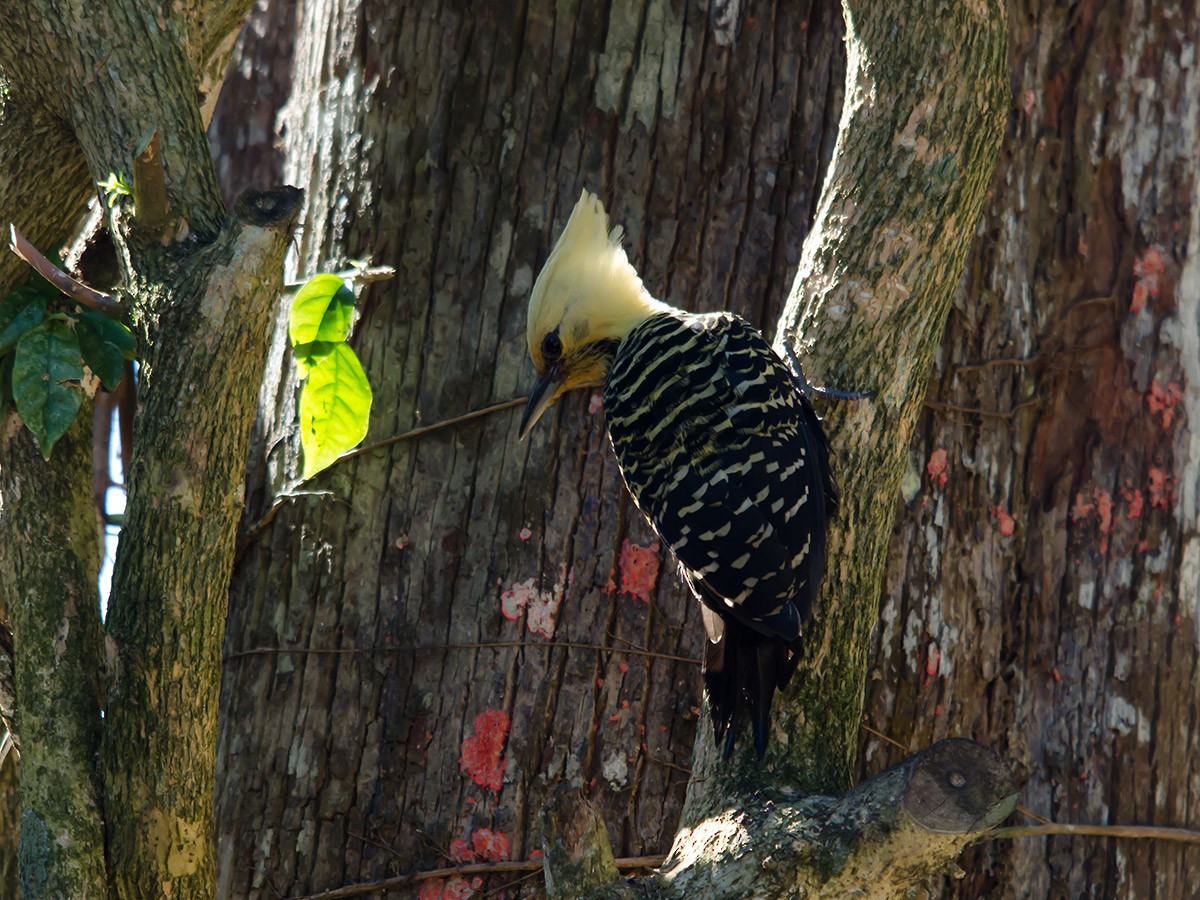 Blond-crested Woodpecker - ML238312461