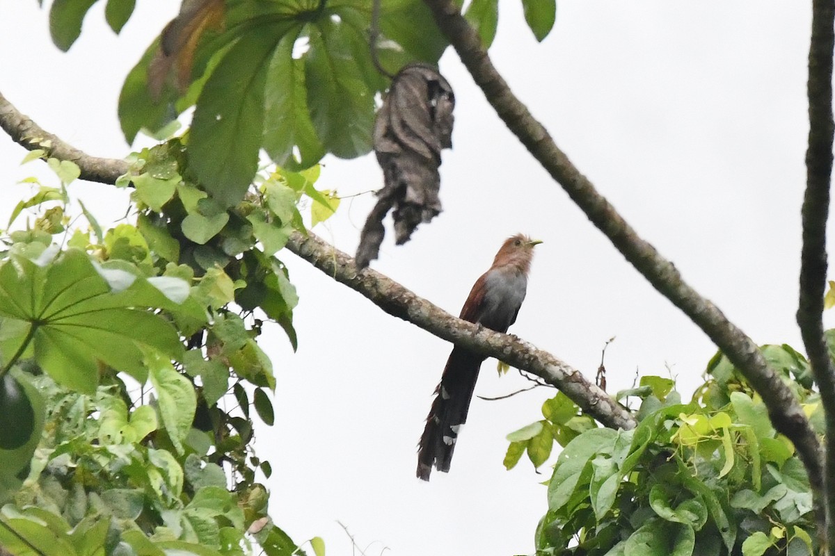 Squirrel Cuckoo (Middle America) - Ethan Lai