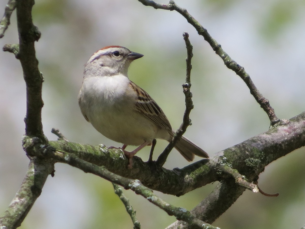 Chipping Sparrow - ML238319761