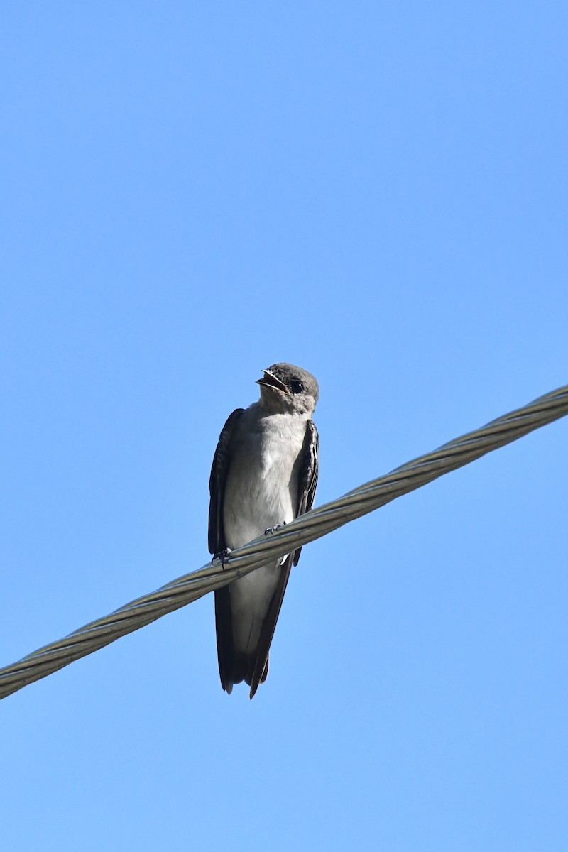 Northern Rough-winged Swallow - ML238321121