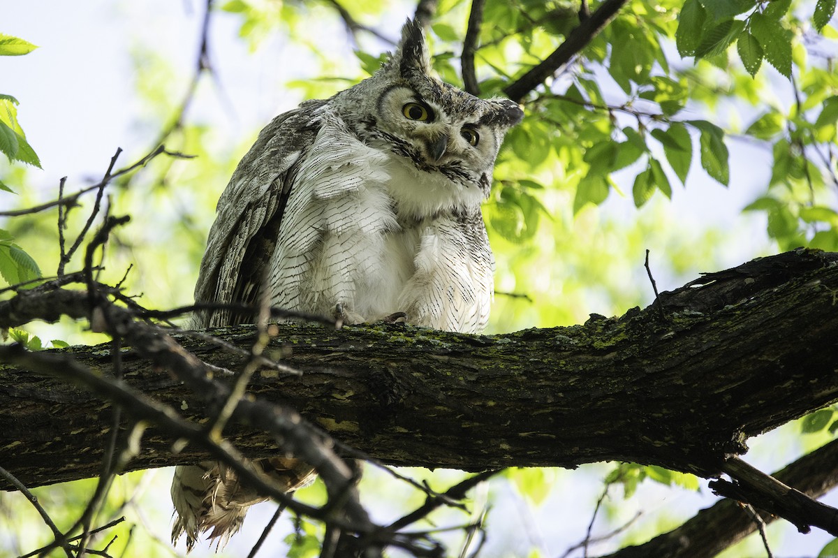 Great Horned Owl - Cam Nikkel