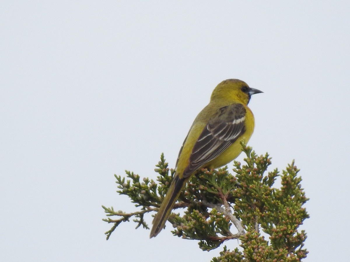 Orchard Oriole - ML238326931