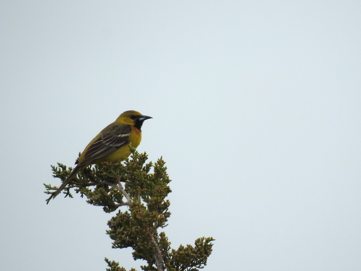 Orchard Oriole - ML238326951