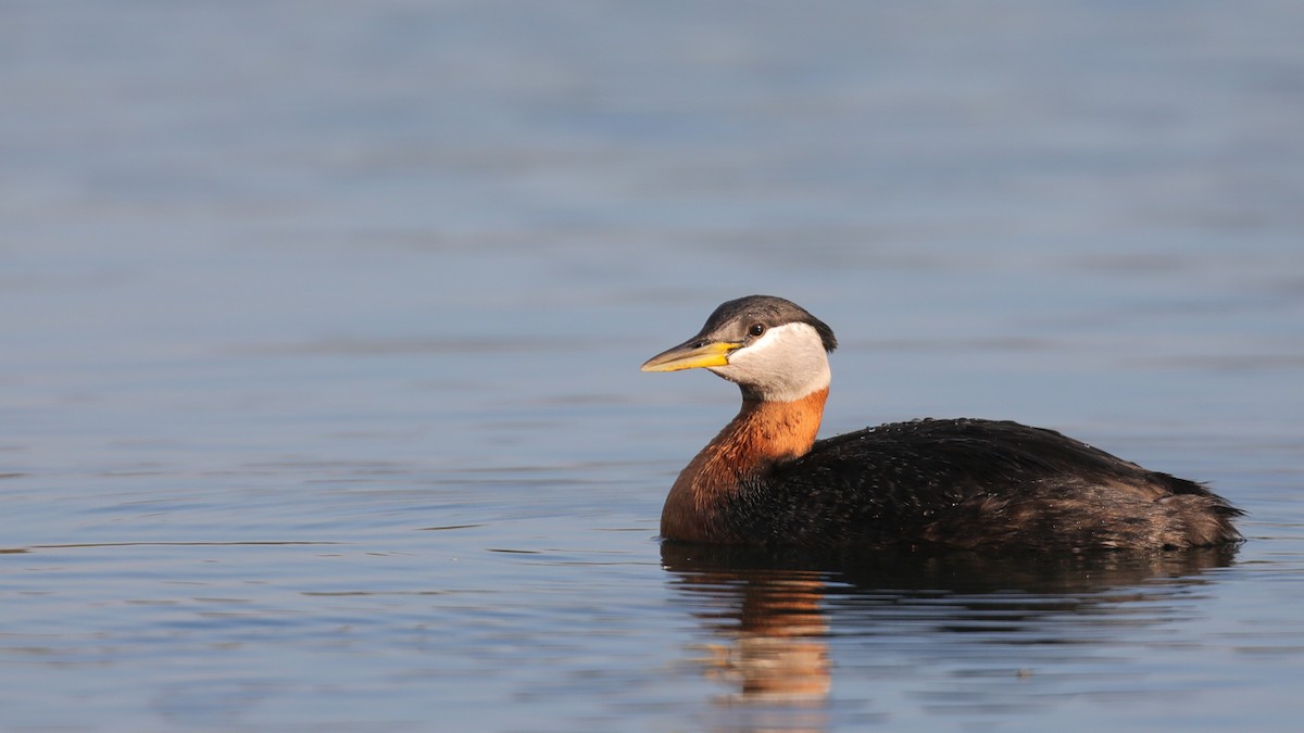 Red-necked Grebe - ML238326971