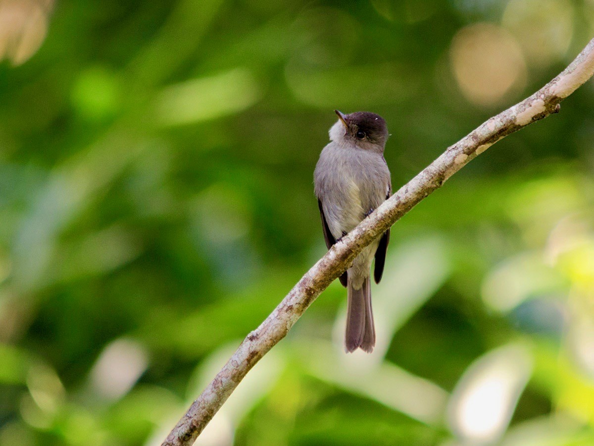 Southern Tropical Pewee - ML238328261