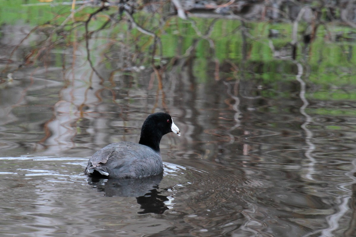 American Coot (Red-shielded) - ML23833201