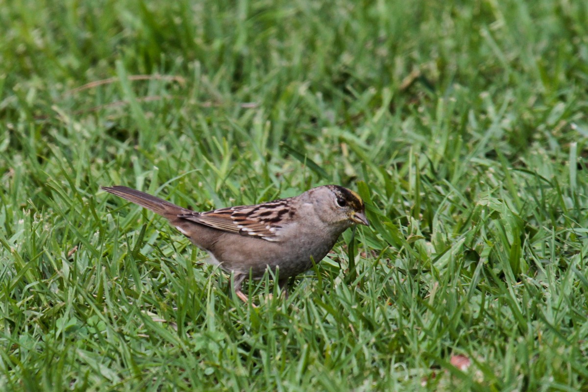Golden-crowned Sparrow - ML23833241
