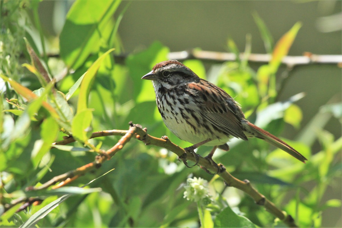 Song Sparrow - Kent Forward