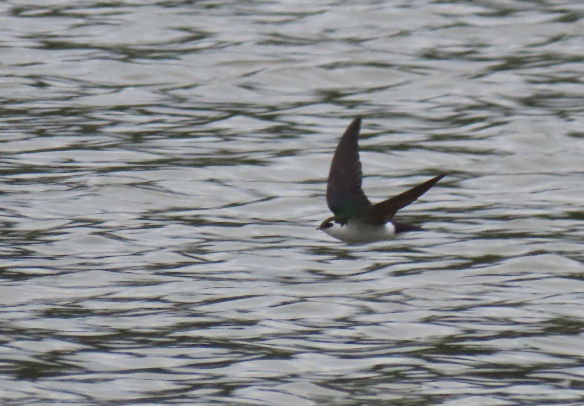 Violet-green Swallow - Sage P