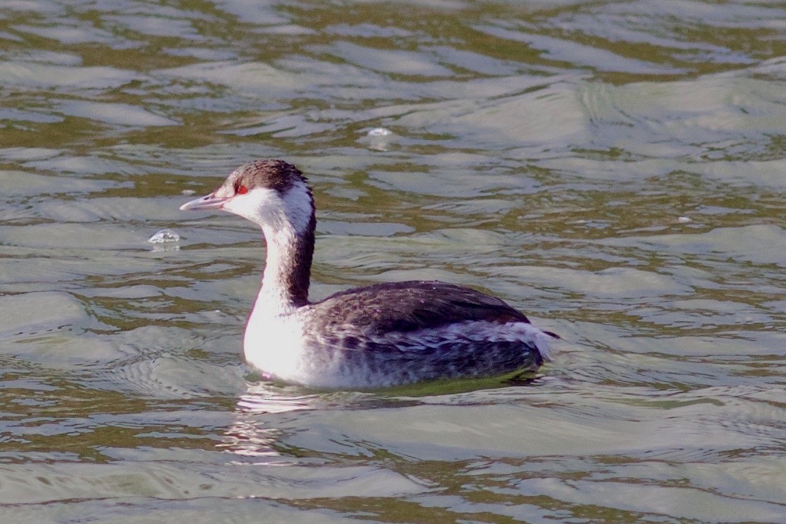 Horned Grebe - Kathryn Keith