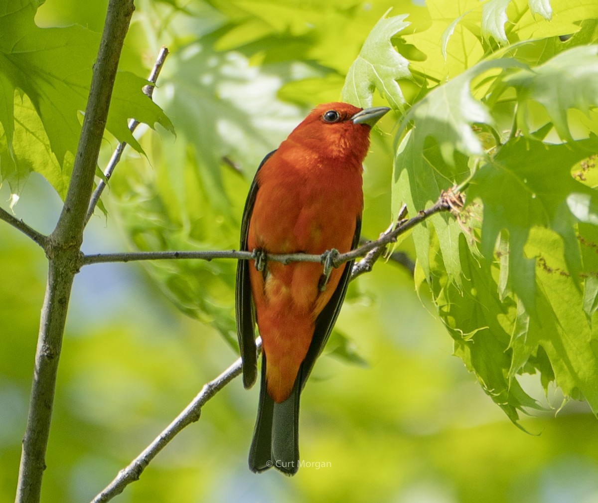 Scarlet Tanager - ML238355141