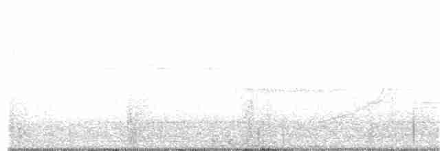 holub skalní (domácí) - ML238355191