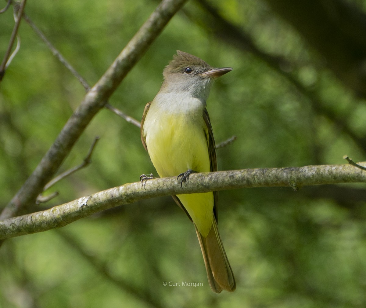 Great Crested Flycatcher - Curt Morgan