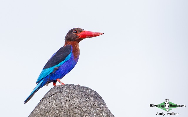 ジャワショウビン - eBird