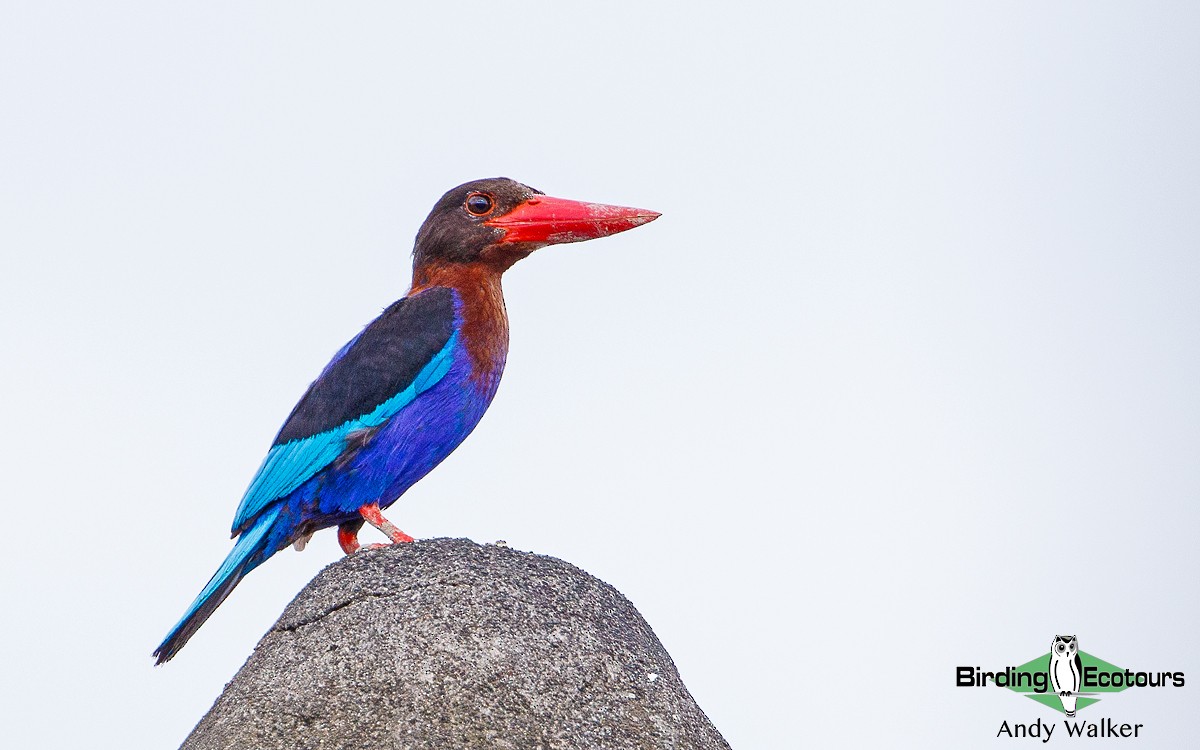 Javan Kingfisher - Andy Walker - Birding Ecotours