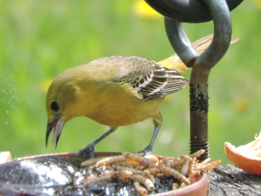 Orchard Oriole - ML238359581