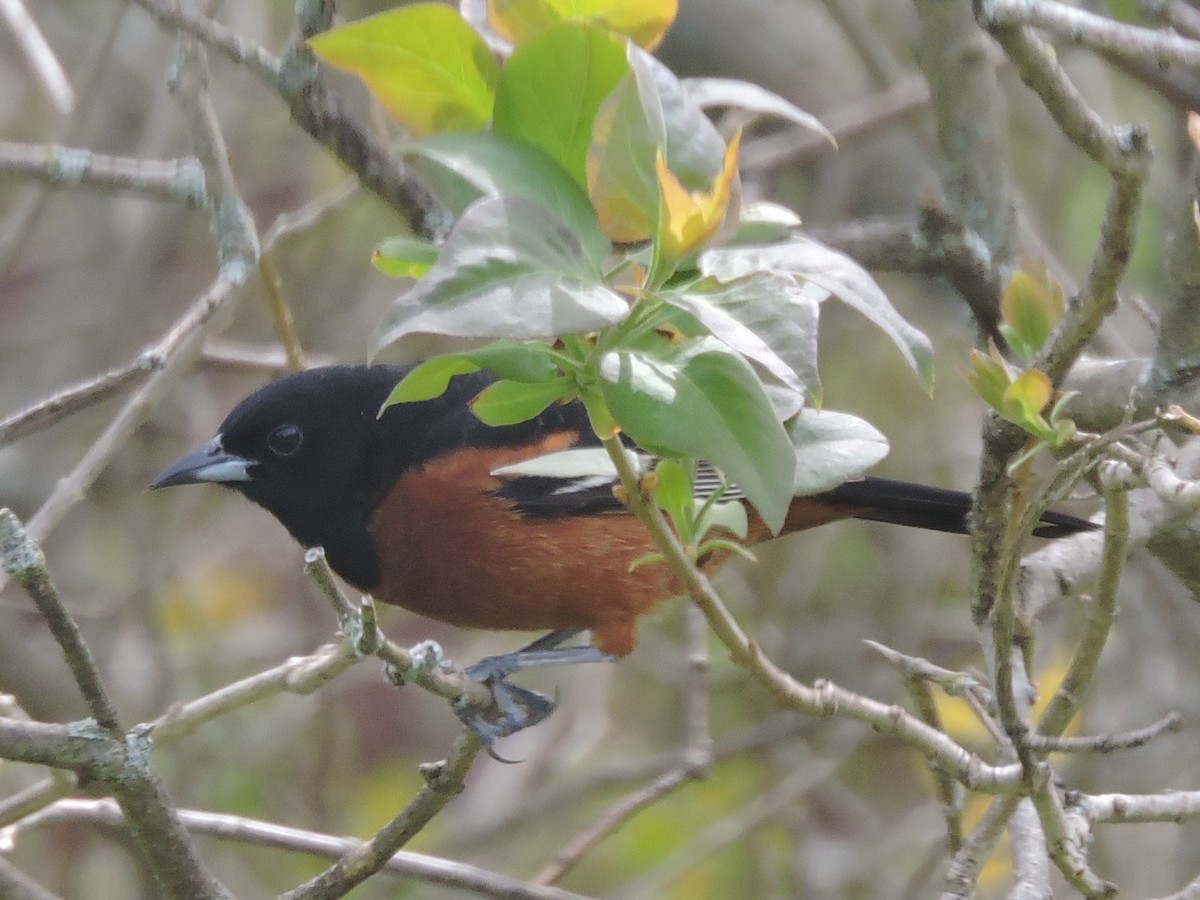 Orchard Oriole - ML238359691