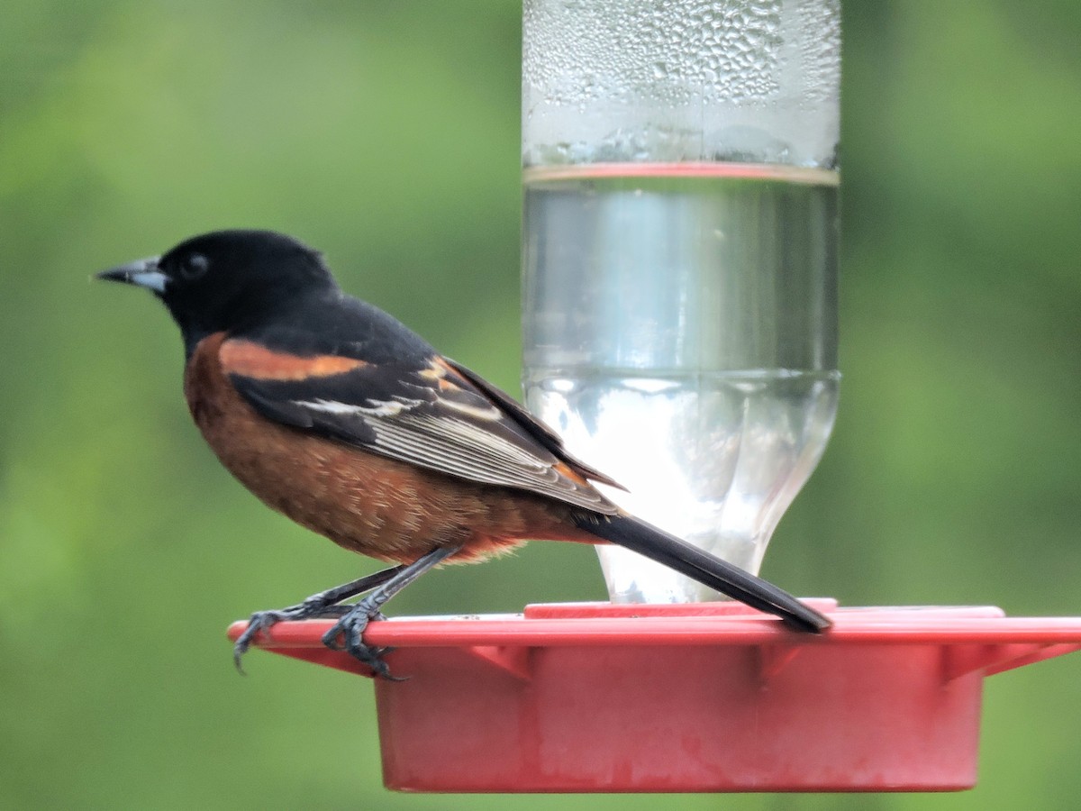 Orchard Oriole - ML238360251