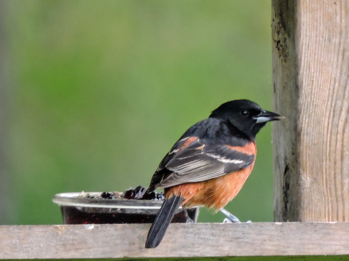 Orchard Oriole - ML238360351