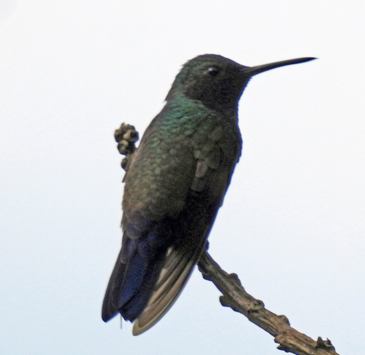 Blue-tailed Hummingbird - Danilo Moreno
