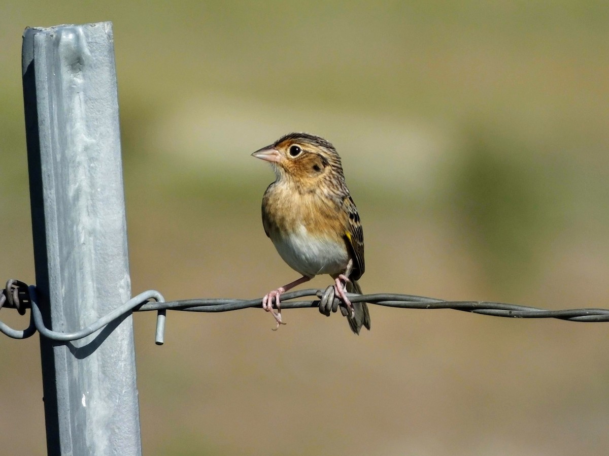Grasshopper Sparrow - Kent Skaggs